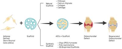 The Emerging Use of ASC/Scaffold Composites for the Regeneration of Osteochondral Defects